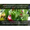 RDR Seeds Bell Pepper Seeds for Planting - California Wonder