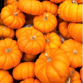 TomorrowSeeds - Jack-Be-Little Pumpkin Seeds - 30+ Count - for 2025 Planting Miniature Orange Pumpkins Untreated Heirloom Baby Cinderella Fall Squash Vegetable Grow Your Own Home Farm Patio Healthy