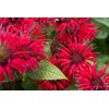 Monarda oil. 100% Pure and natural.
