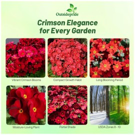 Outsidepride Crimson Fairy Primrose Seeds - 1000 Pcs Perennial, Hardy, Easy to Grow & Low Maintenance Flower Seeds for Planting Vibrant Soft Blooms, for Containers, Borders & Erosion Control