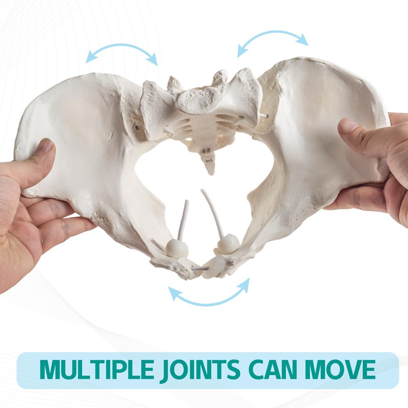 MediTrainer Life-Size Female Pelvis Skeleton Model with Elastic Cords