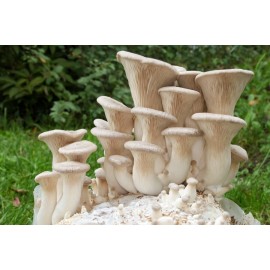 Liquid Fungi King Oyster Mushroom Liquid Fungi Culture 10ml