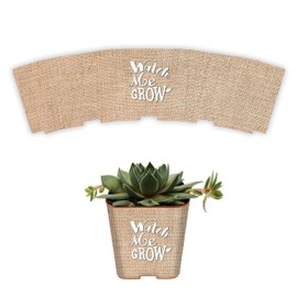 Succulent Pot Wraps for Wedding Favors, Baby or Bridal Shower | Fits 2 Inch Square Pots | Peel and Stick Vinyl Wraps | Does Not Include Mini Live Plant or Pot (50 Wraps, Burlap Watch Me Grow)
