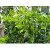 Thai Greenhouse Kaffir Lime Tree- Grafted Semi-Dwarf Kaffir Lime (Thai