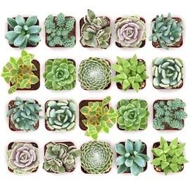 Shop Succulents Mixed Succulent Plant Pack 2" Grow Pot Pack of 20