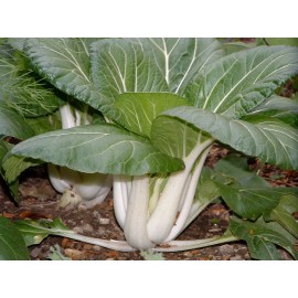 HSC 800+ Pak Choi (Chinese Cabbage Bok Choy) Seeds USA Non-GMO | Fresh Garden Seeds