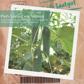 Cucumber Kenya Salad Cucumber Seeds Pagira®, F1, Seeds, High-Yielding Outdoor Box Cucumber, Very Aromatic
