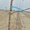 DVECUE Branch Limb Spreaders for Fruit Trees Apple Tree Limb