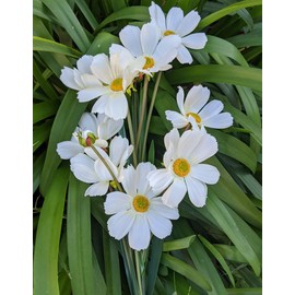 Ooki Cosmos Bush Bundle Artificial Flower Home Living Wedding Baby Bridal Garden Decor Decorations DIY Scrapbook Craft (Cream)