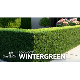 Winter Green Korean Boxwood - 20 Live Plants - Buxus Microphylla - Fast Growing Cold Hardy Formal Evergreen Shrub
