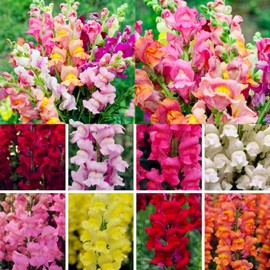 Snapdragon Seeds for Planting - 6000+ Color Mix Flower Seeds for Garden | Butterfly & Hummingbird Attractors | Non-GMO, Fast Blooming (Zones 4-10)