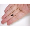 NASKA 7270 Edge 5mm Black Pack of 6