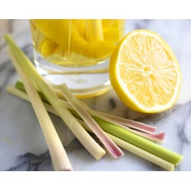 Seeds Lemon Grass Lemongrass Barbed Wire Grass Silky Head Herbs for Planting Non GMO