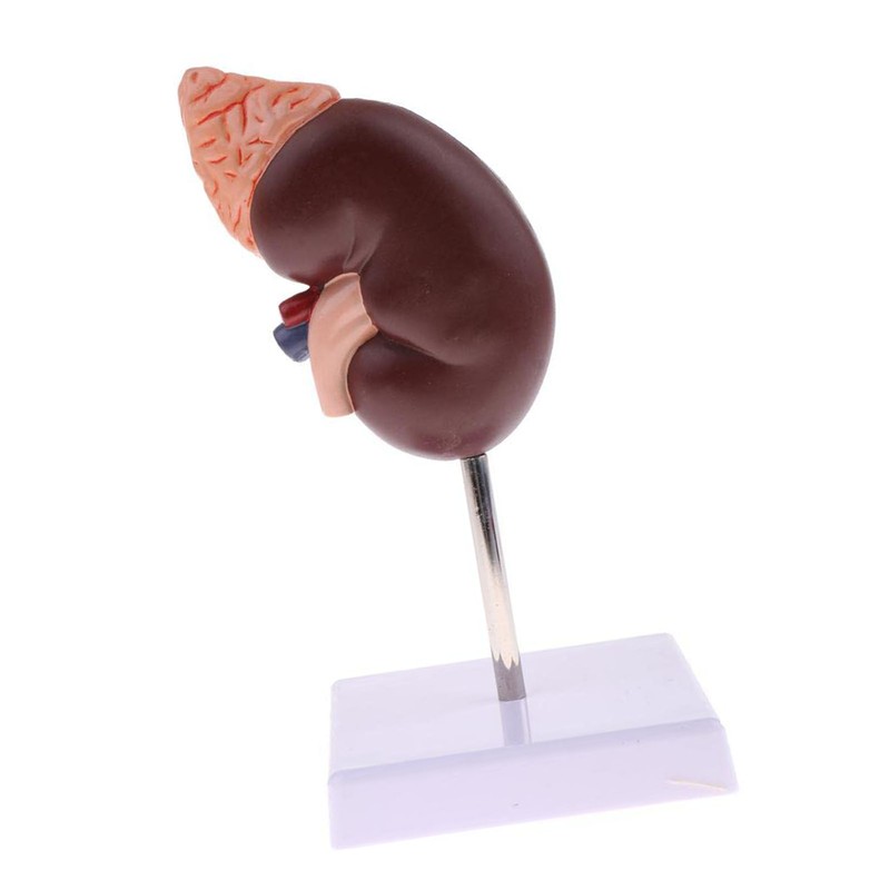 Kidney Model Anatomy Normal Human Anatomical Teaching Doctors Office Educational