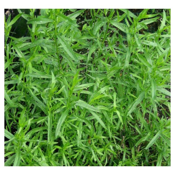 PREMIER SEEDS DIRECT - Tarragon - Russian - Artemisia Dracunculus - 6000 Seeds