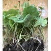 Pennywort 15 PCs Live Plant Bare Root Gotu Kola Ready