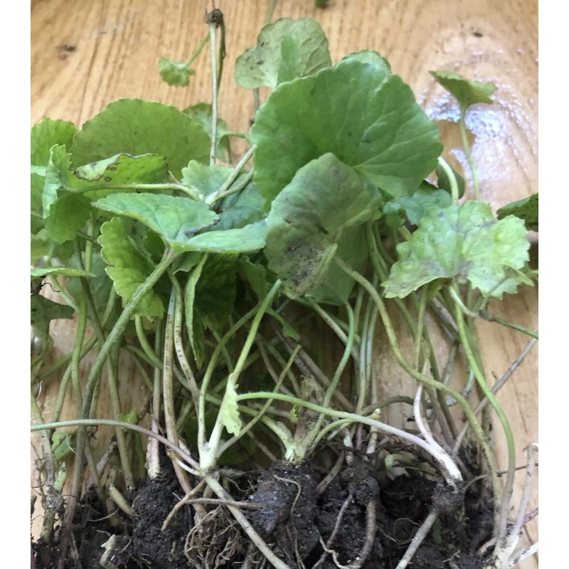 Pennywort 15 PCs Live Plant Bare Root Gotu Kola Ready
