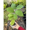 Tree 1 Cup Cherimoya Live Plant Seedling Fruit Tree "7-9"