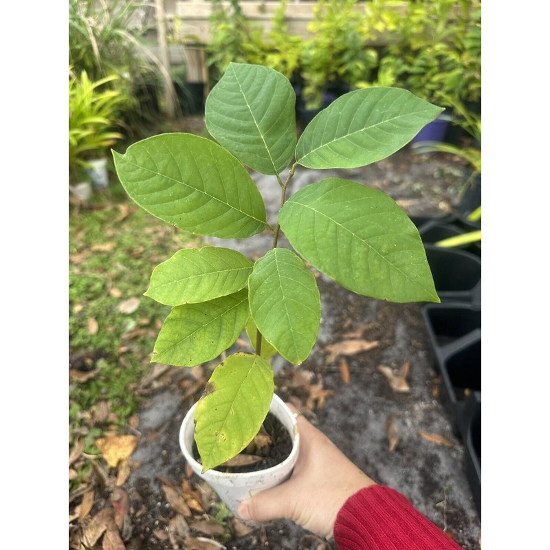 Tree 1 Cup Cherimoya Live Plant Seedling Fruit Tree "7-9"