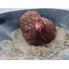 Pampered Chicken Mama's Bathing Dust With Herbs! - size: 20