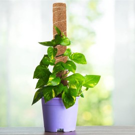 80cm Estacas Flexibles para Fibra Coco,Tutores para Plantas, Fibra Coco,Trepadoras Fibra Coco Soporte para Plantas Interior,Palos Coco para Monstera