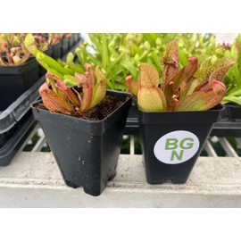 Purple Pitcher Plant - Sarracenia purpurea venosa - Carnivorous Plant