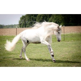 Mane-ly Long Hair Restore Shampoo