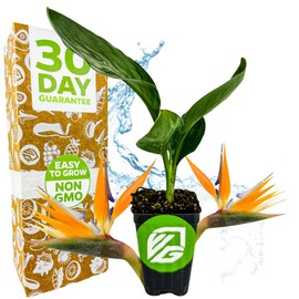 Orange Bird of Paradise Live Plant - Strelitzia Reginae by Wellspring Gardens - Tropical Flowering Perennial, Exotic Indoor/Outdoor Houseplant, Easy Care, Low Maintenance Starter Plant