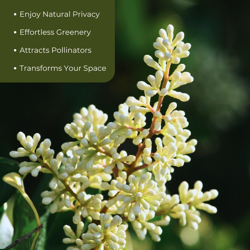 3 Waxleaf Privet, Live Plants (Ligustrum Japonicum 'Texanum') – Vibrant