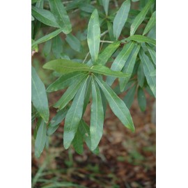 Laurel Oak Tree | Quercus Laurifolia Swamp Oak | 10 Live Plants | Semi-Evergreen Deciduous Shade Tree