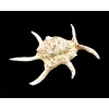 Florida Shells and Gifts One Giant Beautiful Spyder Conch Shell