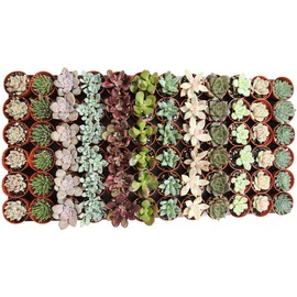 1.75" Mini Succulent Assortment (72 Pack)