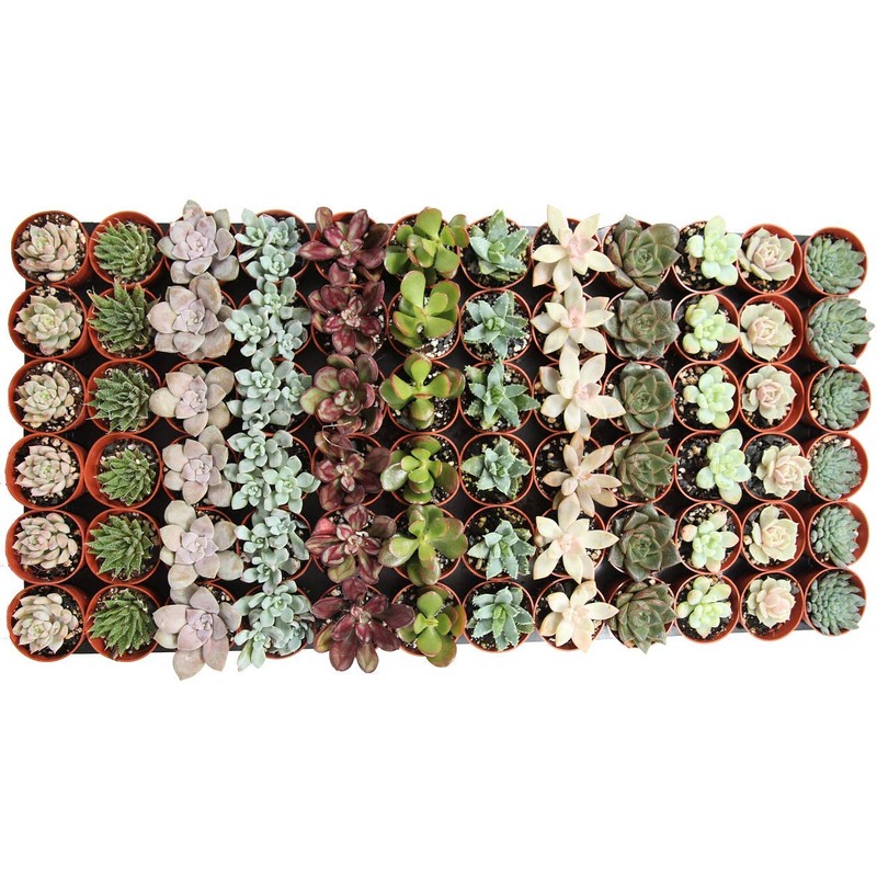 1.75" Mini Succulent Assortment (72 Pack)