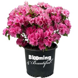 Blooming & Beautiful - Pink Ruffle Azalea - 3 gal - Evergreen Flowering Shrub - Bright Pink Ruffled Flowers - Reblooming Spring and Fall - Zones 7-10 - Rhododendron karume 'Pink Ruffle' - 3 Gallon Pot