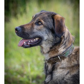 Jack & Russell Unique Leather Dog Collar, Hand Carved & Padded, Buffalo Leather Collar, Brown / Dark Green Hailey (XL (48.0-58.0 cm))