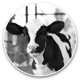Awesome Vinyl Stickers (Set of 2) 7.5cm (bw) - Baby Calf Cow Farm Animal Fun Decals for Laptops,Tablets,Luggage,Scrap Booking,Fridges #35582