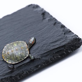 Square Slate Reptile Basking Platform Tortoise Rock Plate Turtle Bathing Area Feeding Food Dish Resting Terrace