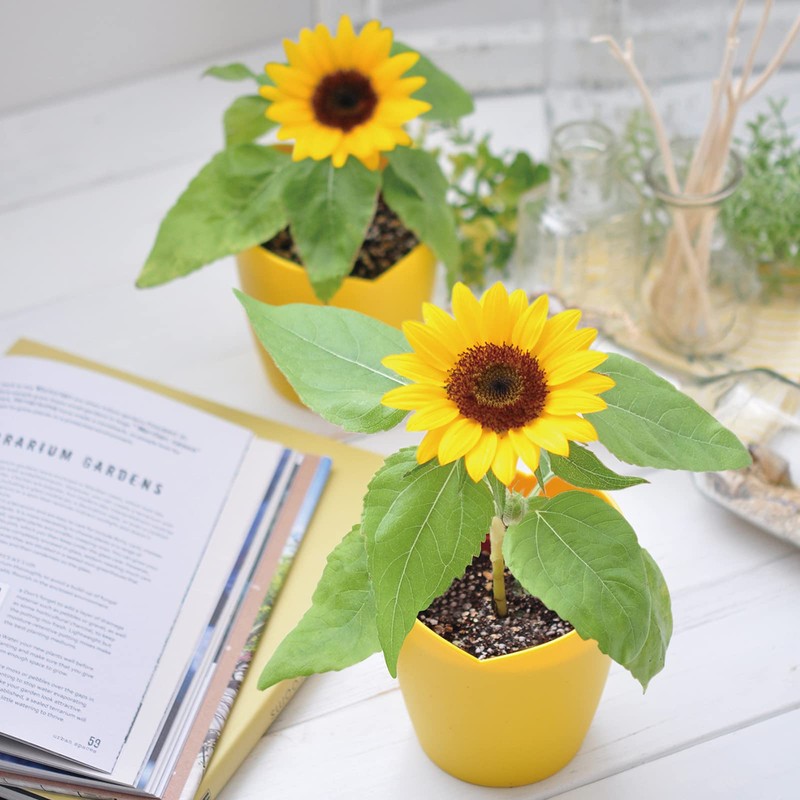 Seishin Pottery Mini Sunflower Cultivation Set