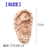 Fermore Ear Model, Ear Urn Model, Japanese Notation, Convenient to