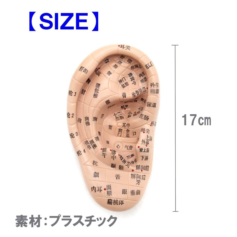 Fermore Ear Model, Ear Urn Model, Japanese Notation, Convenient to