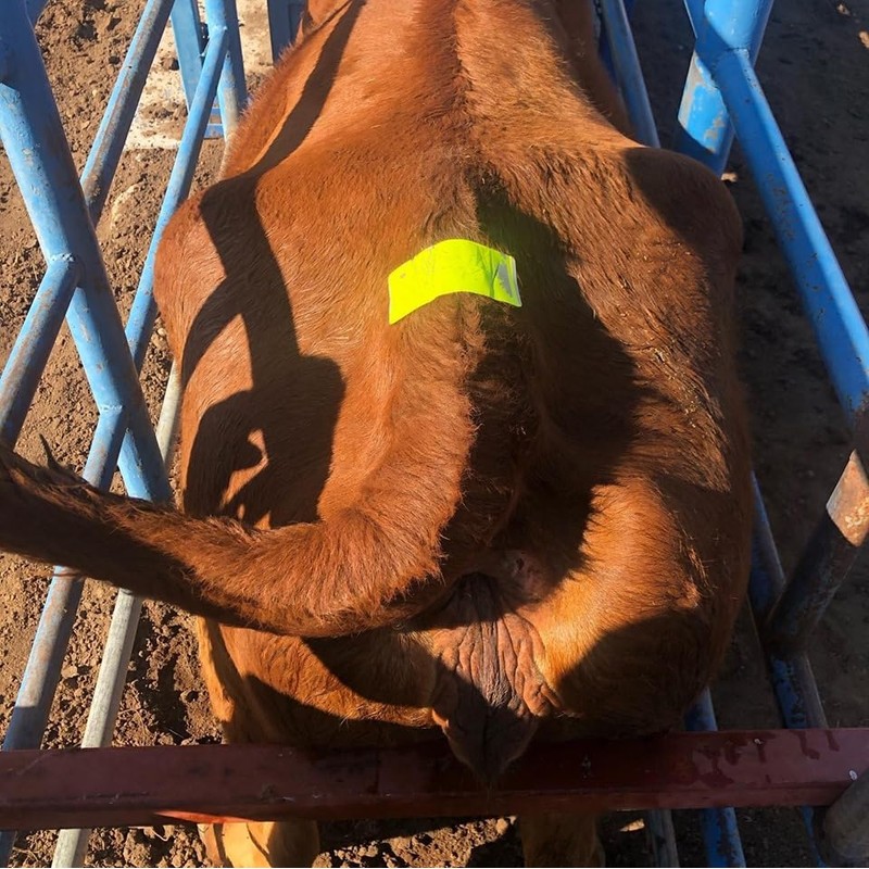 Heat Detector Mount Activity Label Patches Fuchsia 25PK