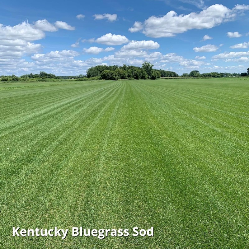 Jonathan Green Blue Panther Kentucky Blue Grass Blend Seed Mix,