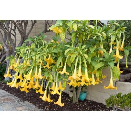 Plants 1 Live - Starter Plant, Yellow Angel Trumpet (Brugmansia) Tropical Plant.