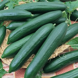 Eversweet F1 Hybrid Cucumber Seeds - 1 Oz ~950 Seeds - Non-GMO, F1 Hybrid - Vegetable Garden - Cucumis sativus