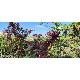 My Seeds 1000+ Red Amaranth Edible Herb Seeds / Rau Dền Đỏ  for 2025 season . US seller
