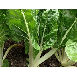 300 Fordhook Giant Swiss Chard Seeds for Planting 7+ Grams of Seeds Non GMO and Heirloom Survival Vegetable Garden