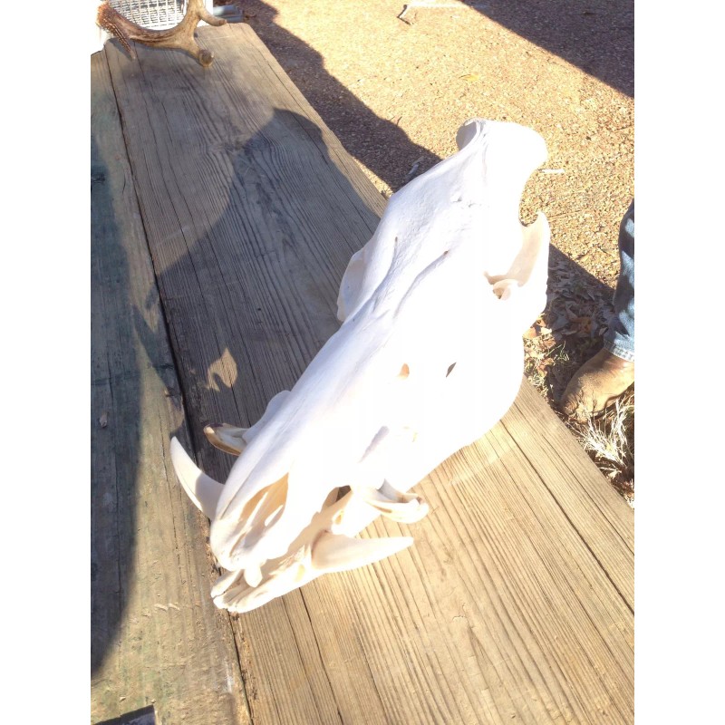 Mega-Buck Products EUROPEAN SKULL BLEACHING(whit