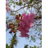 Hortaflor 100 Semillas Roble Rosado Tabebuia Selección Árbol Exótico