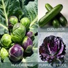ATLAS 16 Varieties Fall Vegetable Seeds Over 20,000 Seeds