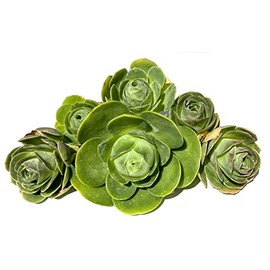 Micro Landscape Design One Greenovia Mix - Mountain Rose - Live Exotic Succulent Plant - Sold Individually (Large)